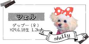 シェルはダップーの女の子です。H29.6.18生 1.2kg