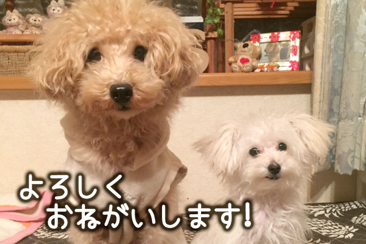 よろしくおねがいします